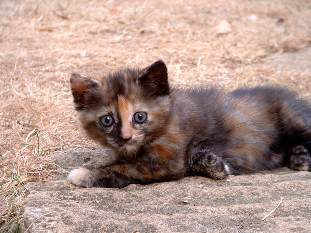 Chats - 159